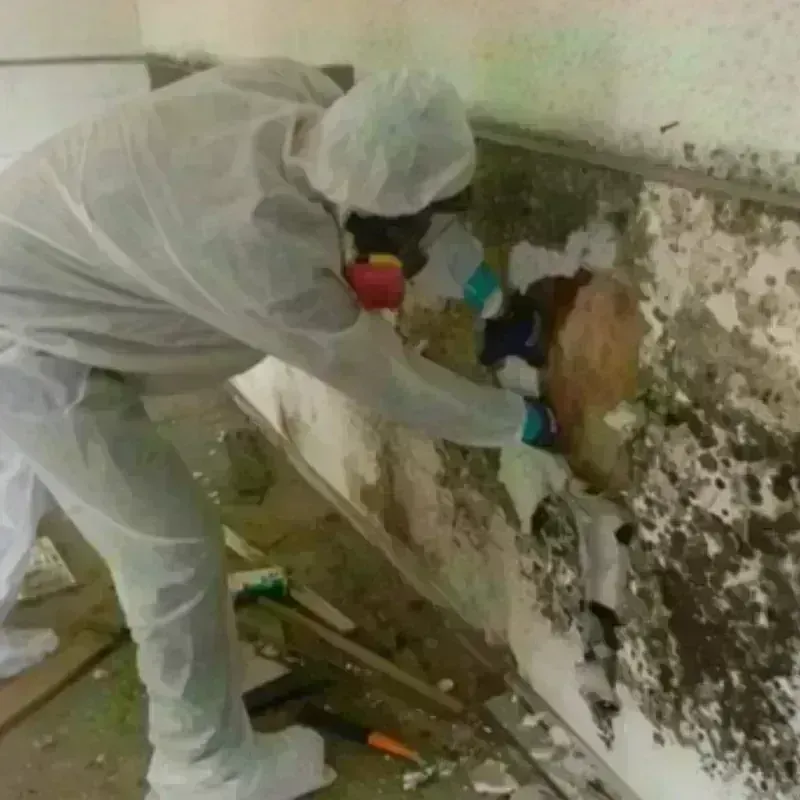 Mold Remediation and Removal in Archer Lodge, NC